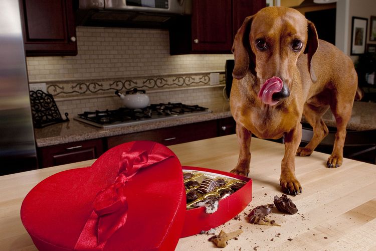 Почему собаке нельзя шоколад