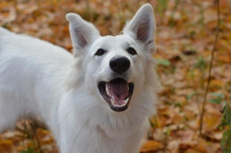 Белая собака с открытой пастью
