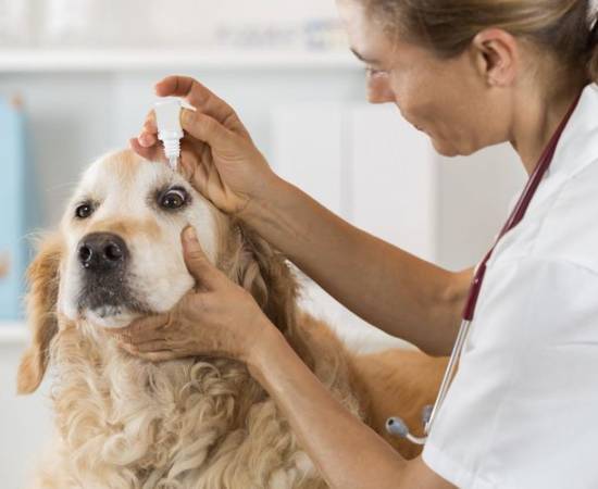 Синдром сухого глаза у собак