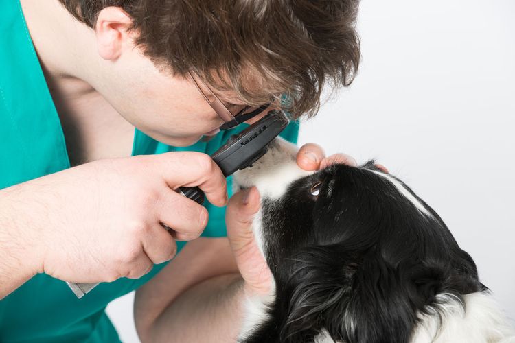 Офтальмолог осматривает собаку