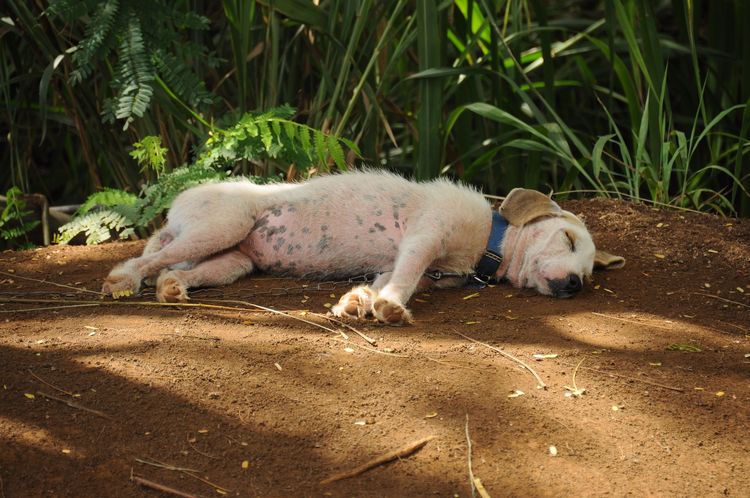 Собака спит на земле