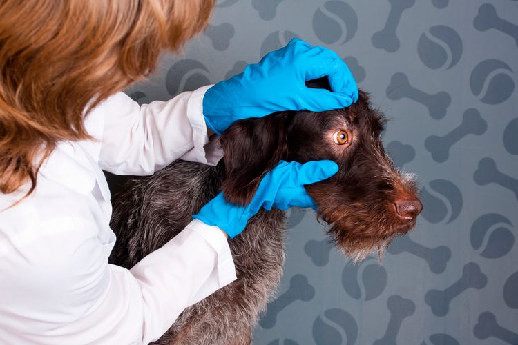 Собаку осматривает ветеринарный врач