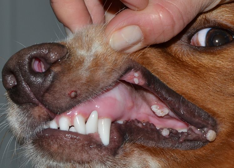 Оральный папилломатоз у собак