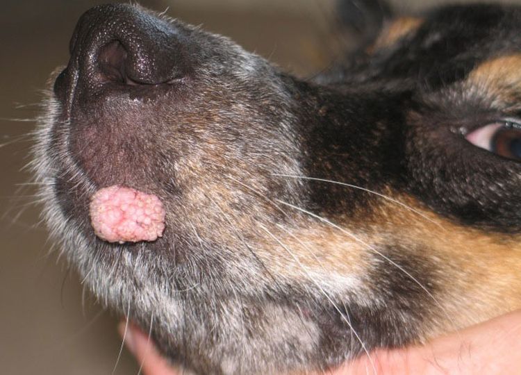 Пигментированный папилломатоз у собак