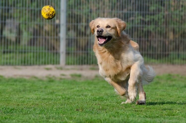 Собака играет с мячом