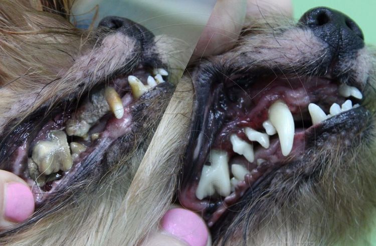 Удаление зубного камня собаке