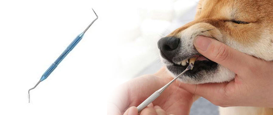 Механическая чистка зубного камня у собаки дома