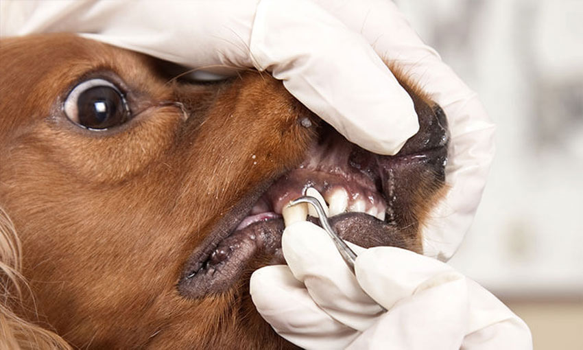 Можно ли снять зубной налет собаке дома механическим способом