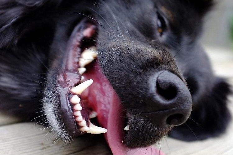 Зъбен камък при кучета