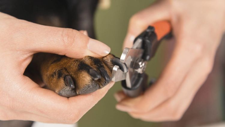 Как да запазим куче при рязане на ноктите си