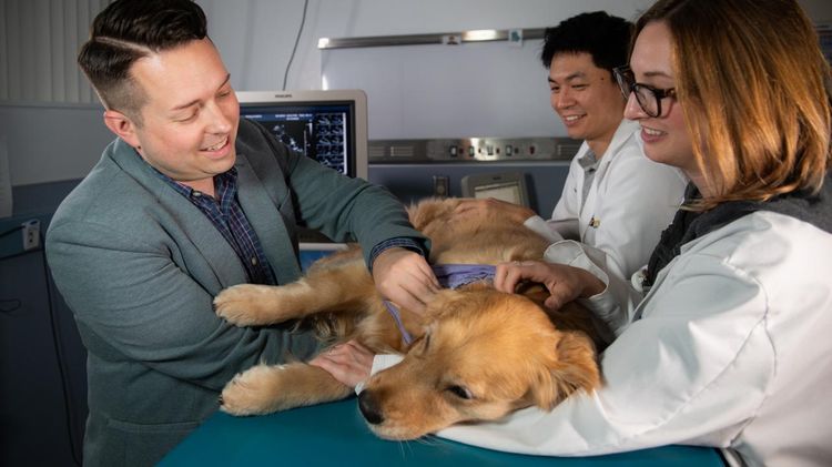 Диагностика онкологии у собаки
