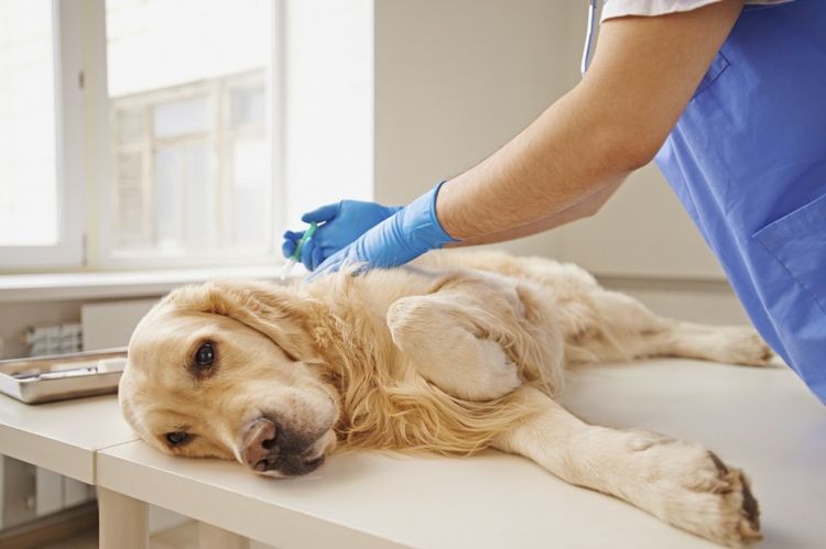 Ветеринар делает укол собаке