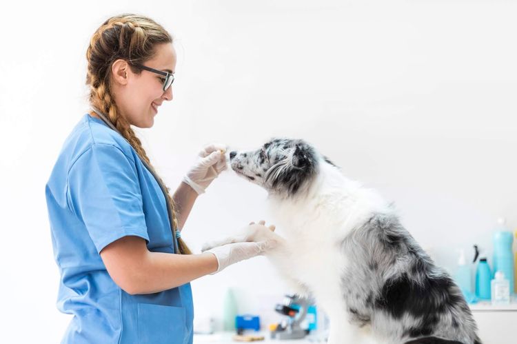 Женщина ветеринар и пес