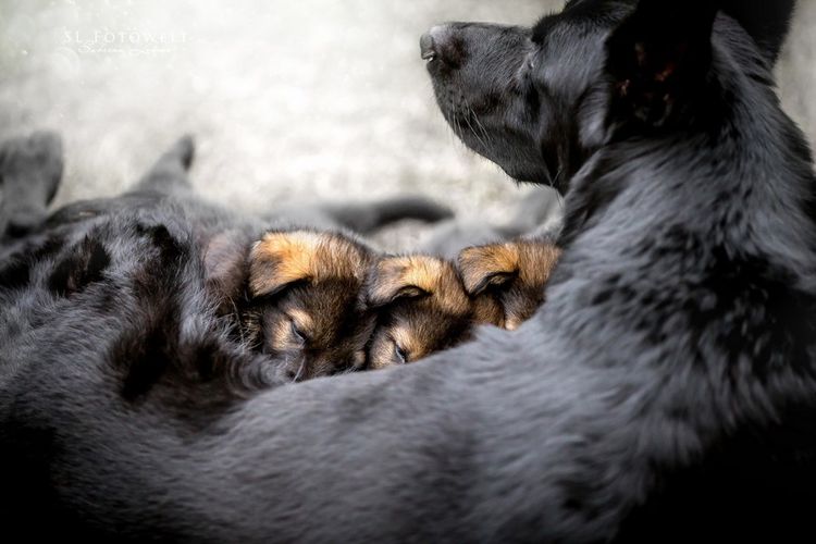 Собак и новорожденные щенки