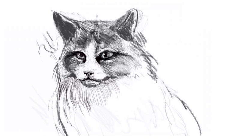 Как нарисовать пушистую кошку