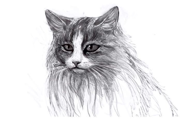 Как нарисовать пушистую кошку