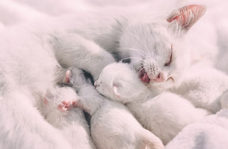 Кошка и новорожденные котята