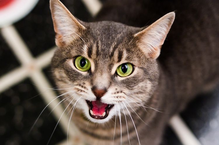 Можно ли стерилизовать кошку во время течки: советы ветеринара