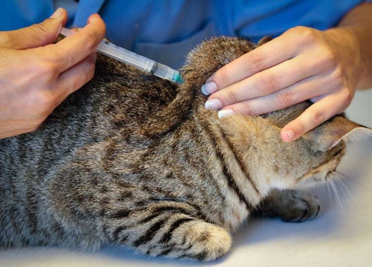 Вакцинация кошки Нобиваком