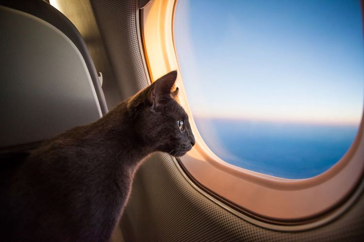 Кошка в самолете
