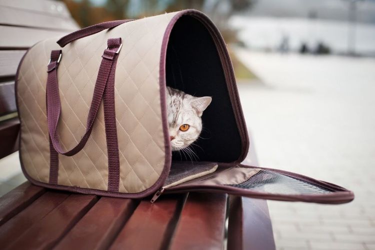 Чанта за котка