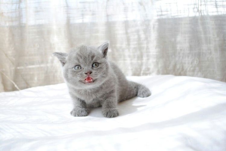 Британский котенок в возрасте 1 месяц