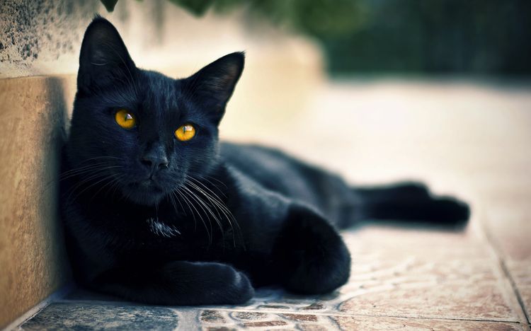 Черная кошка в квартире