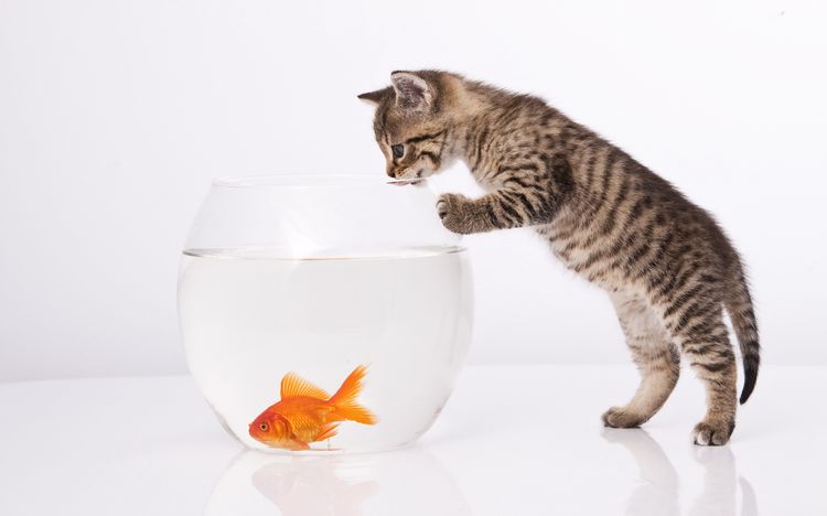 Котенок и золотая рыбка