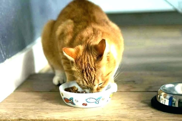 Кот ест корм из тарелки