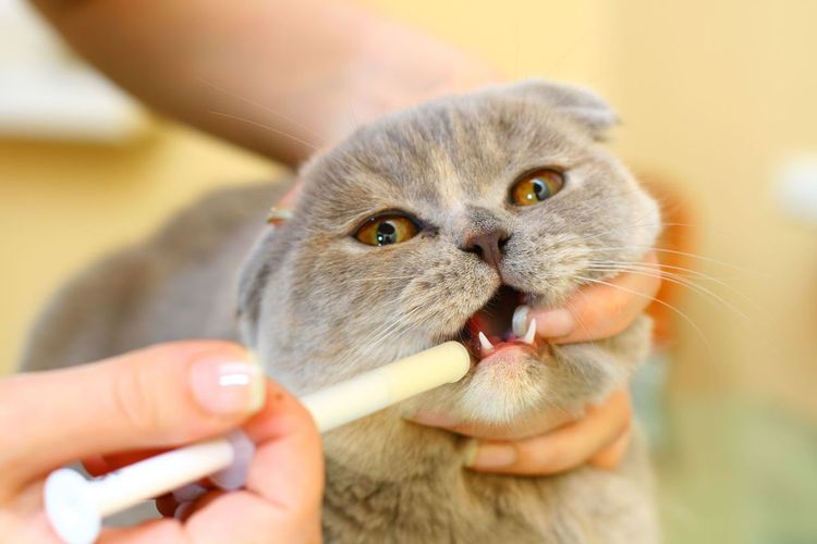 Коту дают лекарство со шприца