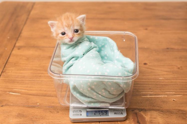 Тегло на котето по месеци: таблица