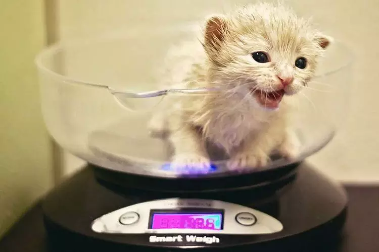 Вес котенка по месяцам: таблица | норма, по неделям, сколько весит