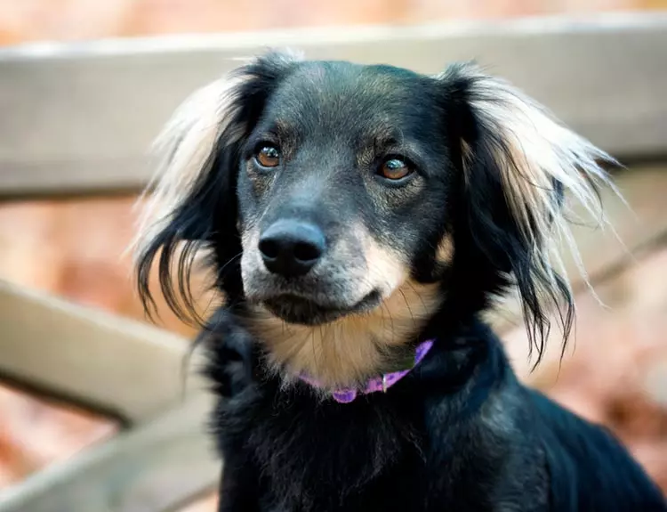 помесь таксы и шпица