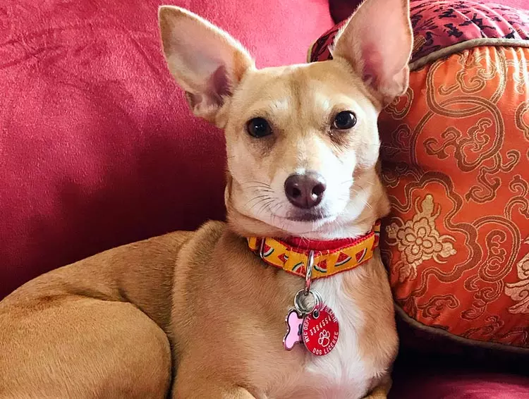 помесь таксы и чихуахуа