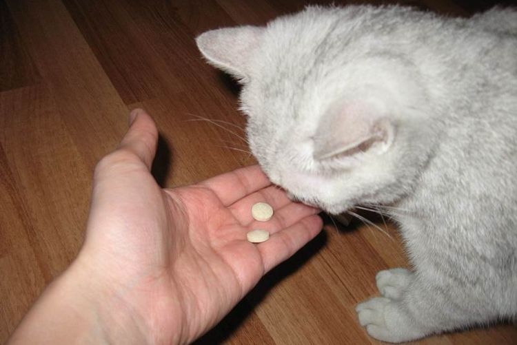 Кошка ест витамины