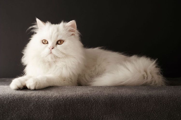 Белая длинношерстная кошка