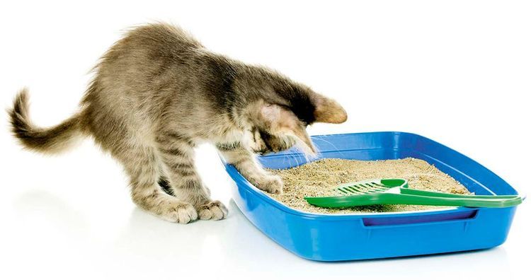 Котенок копается в лотке с песком