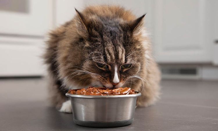 Кот ест натуральную еду