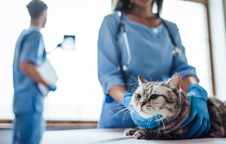 Кошка на осмотре в ветеринарной клинике