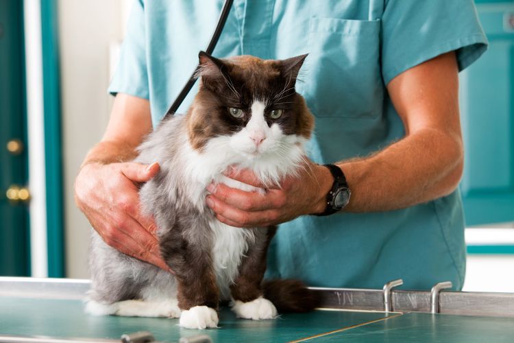 Ветеринар осматривает кошку