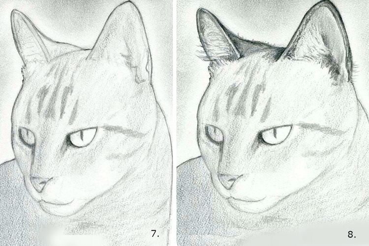 Как пошагово нарисовать морду кошки