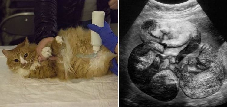 УЗИ беременной кошке