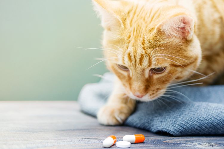 Кот и таблетки