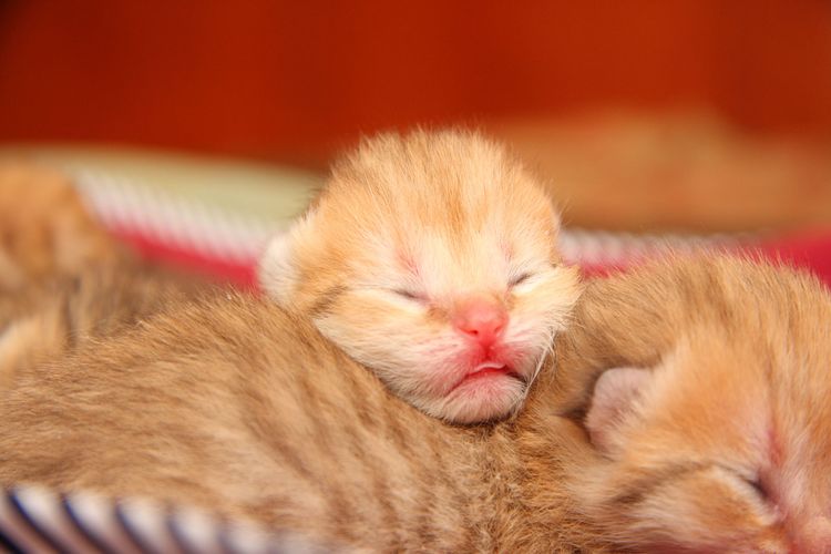 Рыжие новорожденные котята