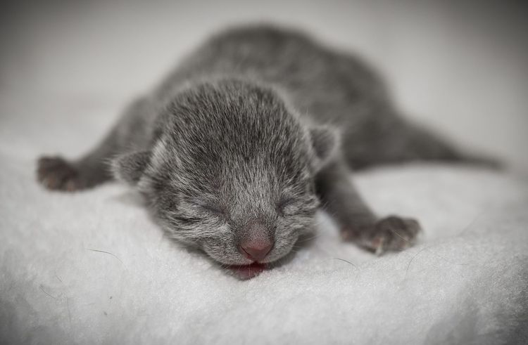 Серый новорожденный котенок