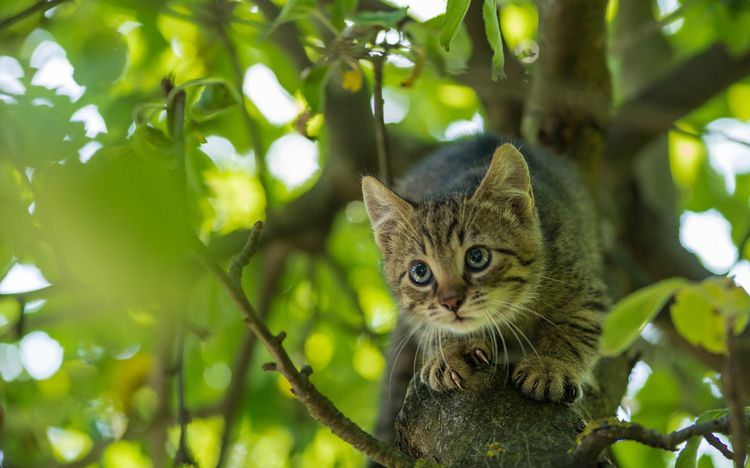 Как снять кота с дерева?