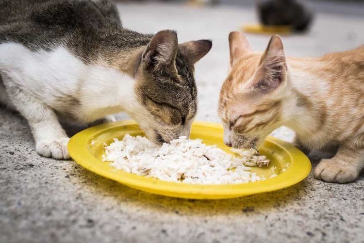 Котята едят рисовую кашу