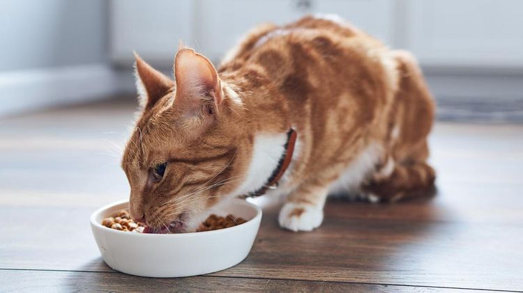Рыжий кот ест корм