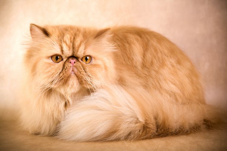 Персидская кошка с приплюснутой мордой
