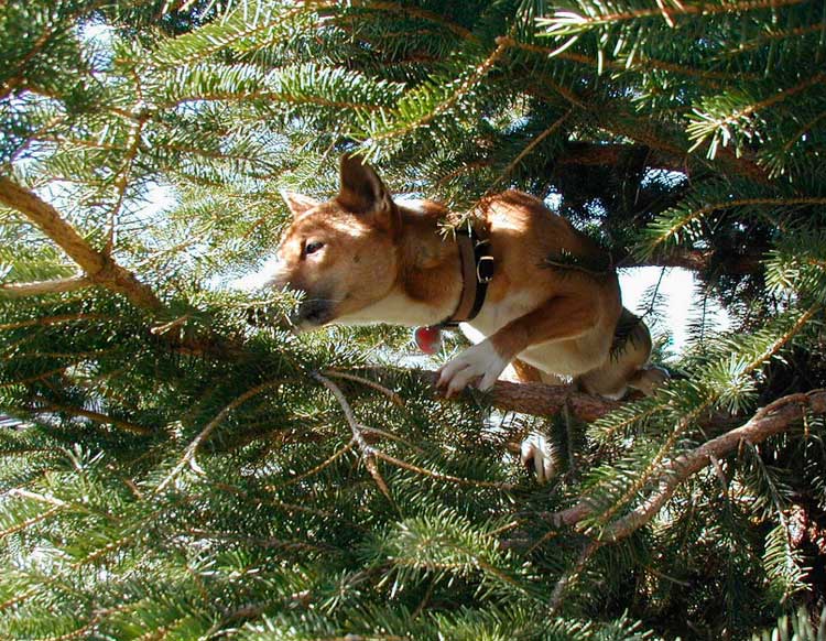 новогвинейская поющая собака на дереве